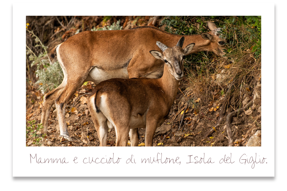 Muflone del bosco dell'isola del Giglio