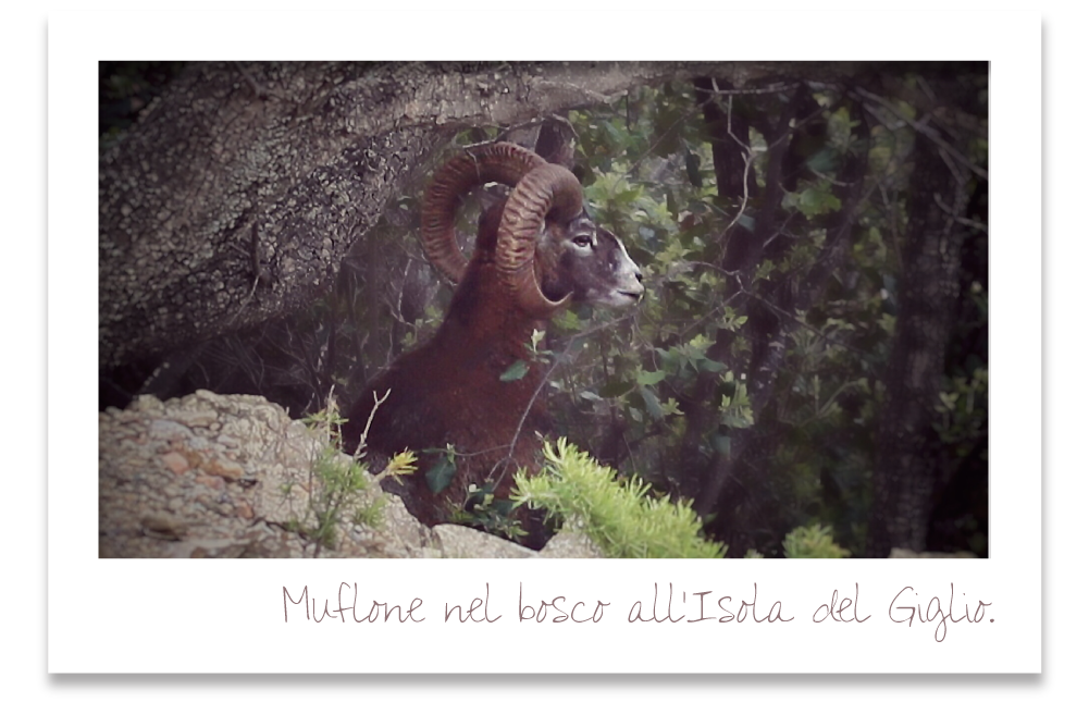 Muflone nel bosco all'isola del giglio